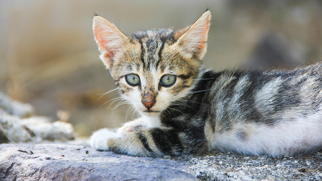 Bodrum’da bir kedi